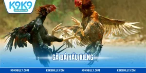 Gà Đá Hầu Kiềng - Lối Đá Cực Độc, Hạ Đối Thủ Nhanh Gọn