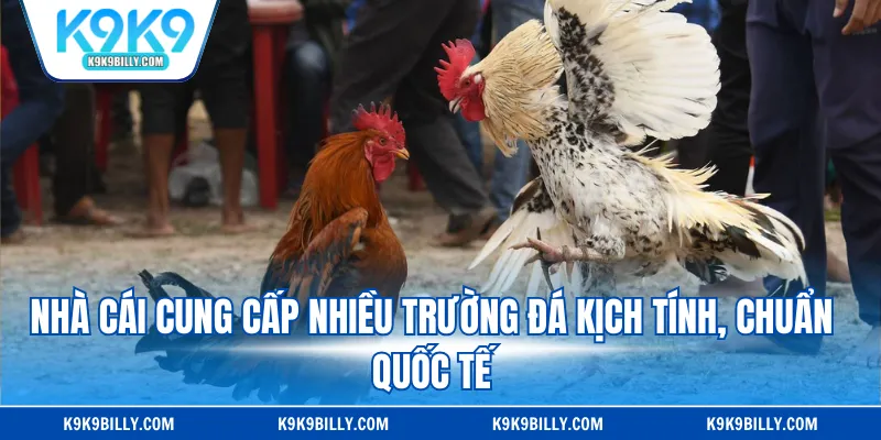 Nhà cái cung cấp nhiều trường đá kịch tính, chuẩn quốc tế