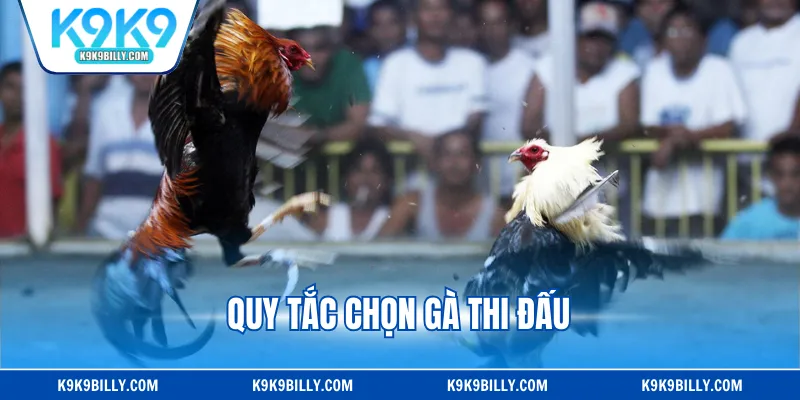 Quy tắc chọn gà thi đấu