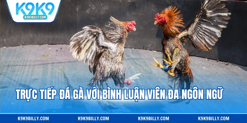 Trực tiếp đá gà với bình luận viên đa ngôn ngữ